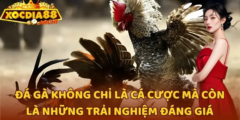 Đá gà không chỉ là cá cược mà còn là những trải nghiệm đáng giá