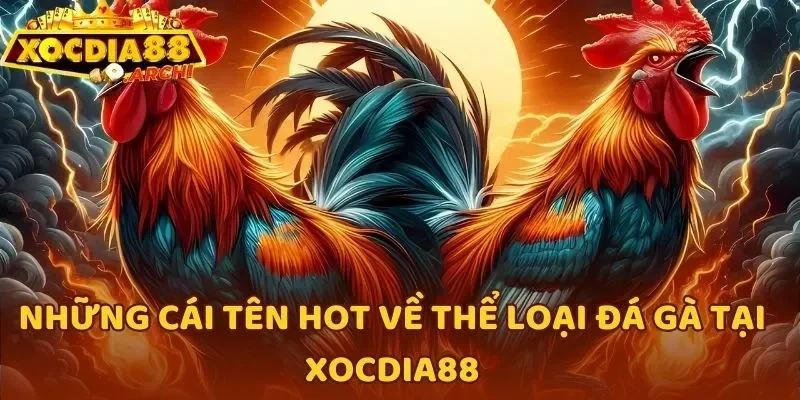 Những cái tên hot về thể loại đá gà tại Xocdia88
