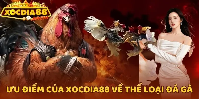 Ưu điểm của Xocdia88 về thể loại đá gà