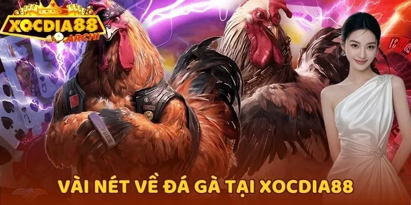 Vài nét về đá gà tại Xocdia88